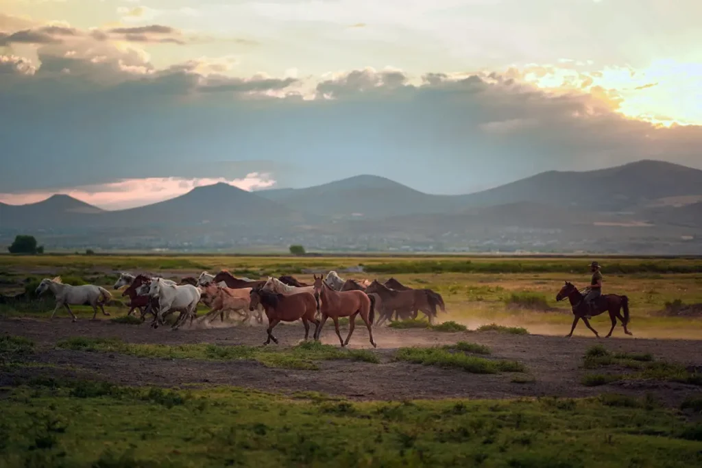 Caballos